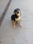 Fumaça