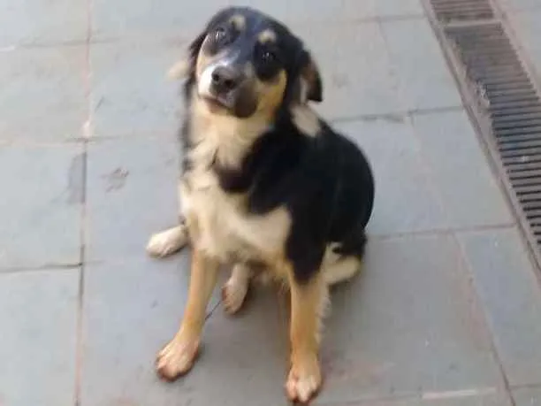 Cachorro ra a Desconhecida idade 2 anos nome Fumaça