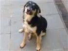 Cachorro raça Desconhecida idade 2 anos nome Fumaça