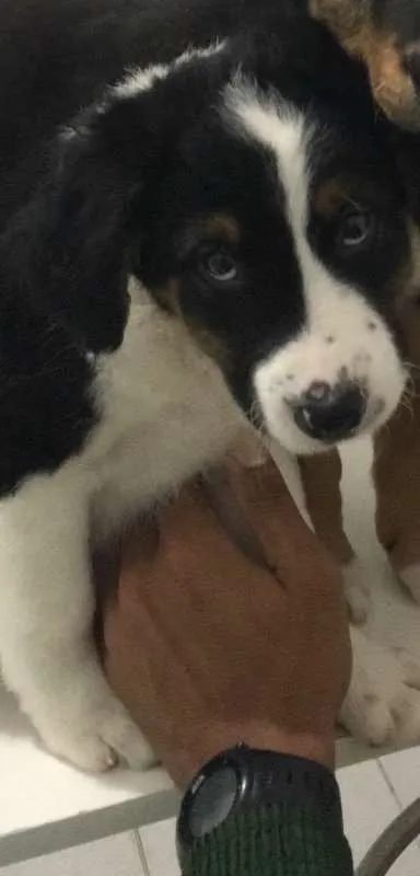 Cachorro ra a SRD idade 2 a 6 meses nome Bud