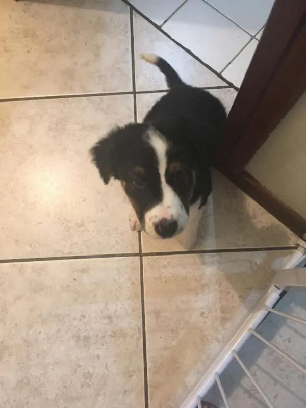 Cachorro ra a SRD idade 2 a 6 meses nome Bud