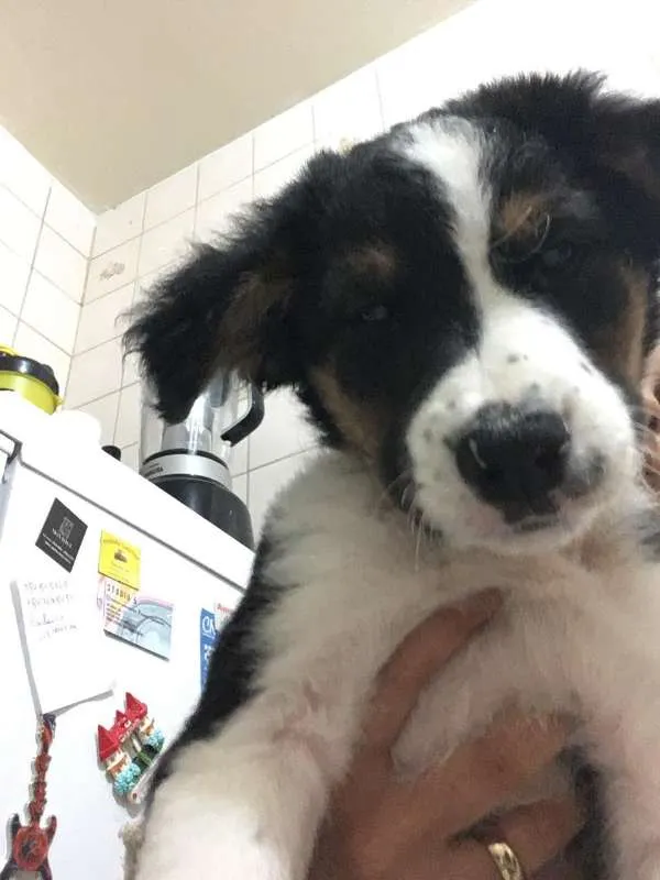 Cachorro ra a SRD idade 2 a 6 meses nome Bud