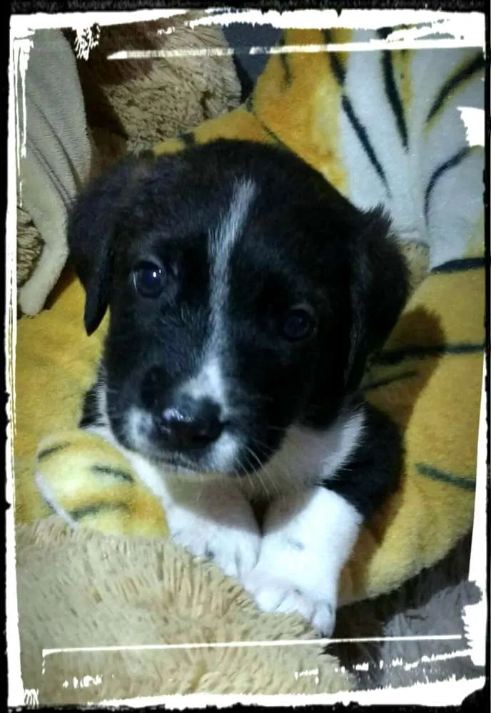 Cachorro ra a  idade Abaixo de 2 meses nome Filhotes Tatuapé 