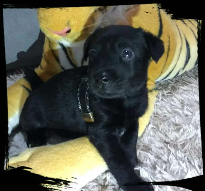 Cachorro ra a  idade Abaixo de 2 meses nome Filhotes Tatuapé 