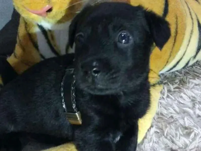 Cachorro ra a  idade Abaixo de 2 meses nome Filhotes Tatuapé 