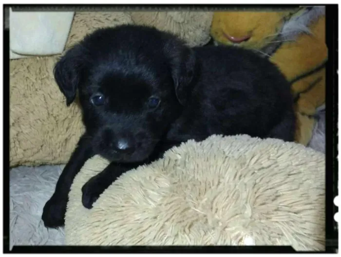 Cachorro ra a  idade Abaixo de 2 meses nome Filhotes Tatuapé 