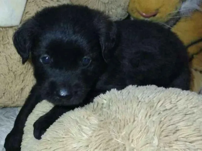 Cachorro ra a  idade Abaixo de 2 meses nome Filhotes Tatuapé 