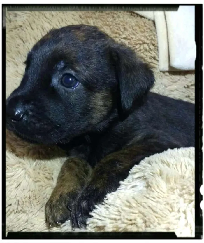 Cachorro ra a  idade Abaixo de 2 meses nome Filhotes Tatuapé 
