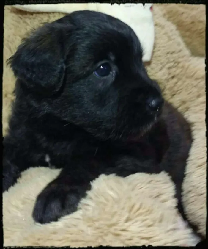 Cachorro ra a  idade Abaixo de 2 meses nome Filhotes Tatuapé 