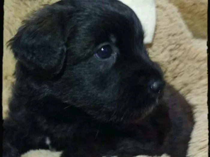 Cachorro ra a  idade Abaixo de 2 meses nome Filhotes Tatuapé 