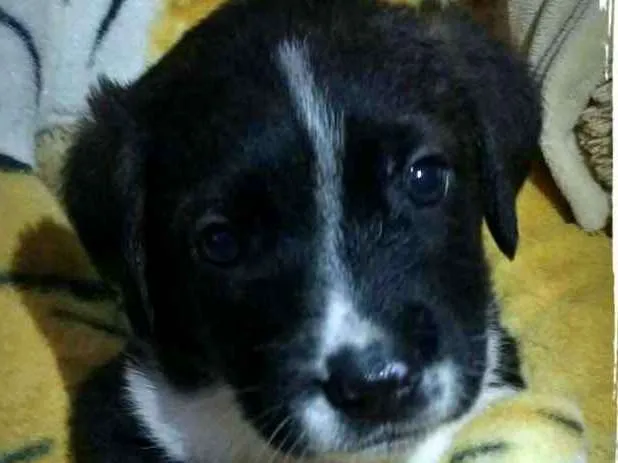 Cachorro ra a  idade Abaixo de 2 meses nome Filhotes Tatuapé 