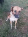 Lobinha