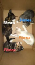 Gatos rajados 