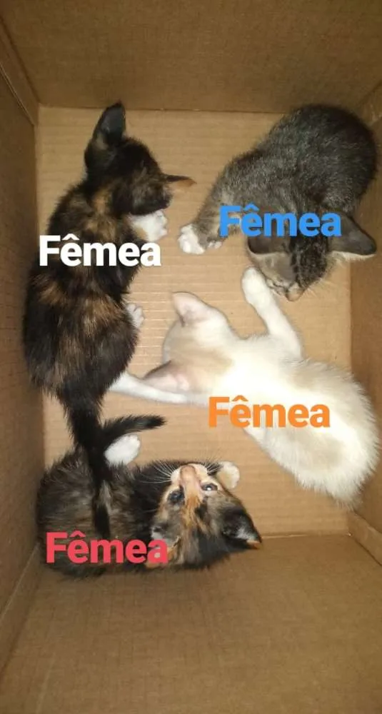 Gato raça Não sei idade Abaixo de 2 meses nome Gatos rajados 