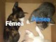 Gatos rajados 