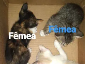 Gato raça Não sei idade Abaixo de 2 meses nome Gatos rajados 