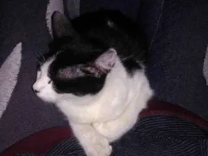 Gato raça Vira-lata idade 1 ano nome Mimi