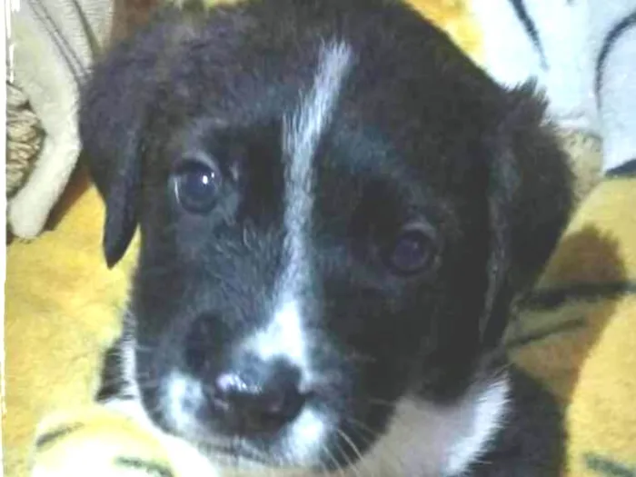 Cachorro ra a  idade Abaixo de 2 meses nome Filhotes Tatuapé 
