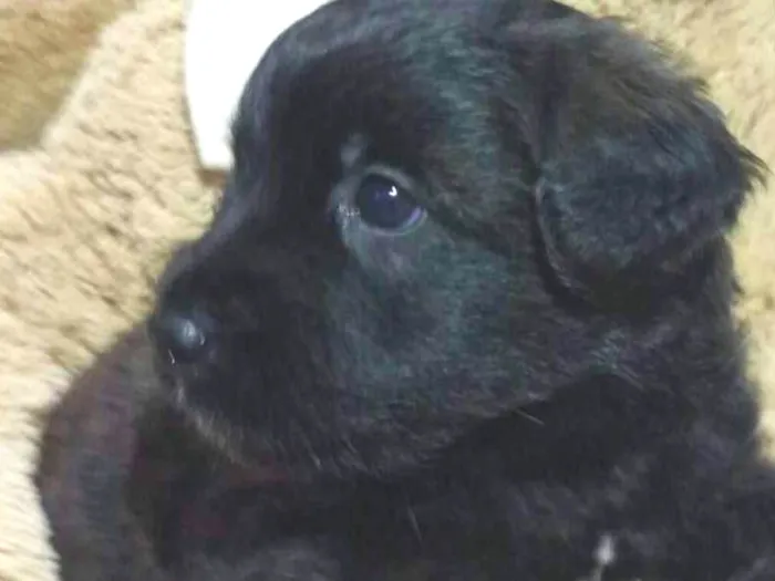 Cachorro ra a  idade Abaixo de 2 meses nome Filhotes Tatuapé 
