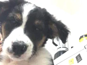 Cachorro raça SRD idade 2 a 6 meses nome Bud