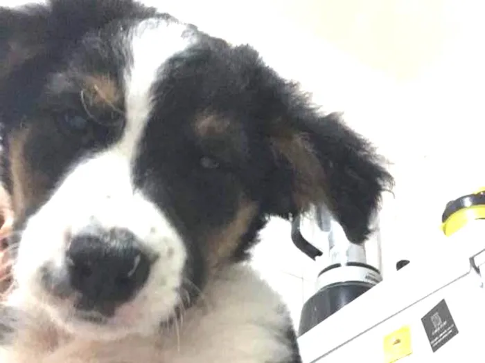 Cachorro ra a SRD idade 2 a 6 meses nome Bud