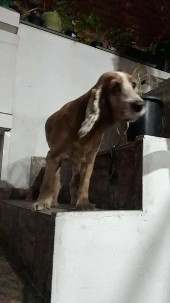 Cachorro ra a Cocker idade 4 anos nome Não tem nome