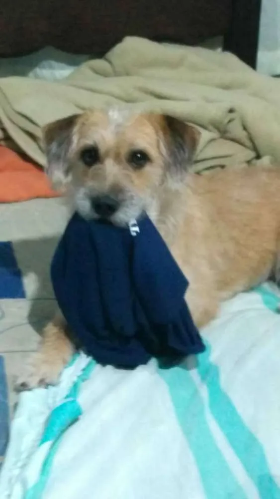 Cachorro ra a Viralata idade 3 anos nome Molly