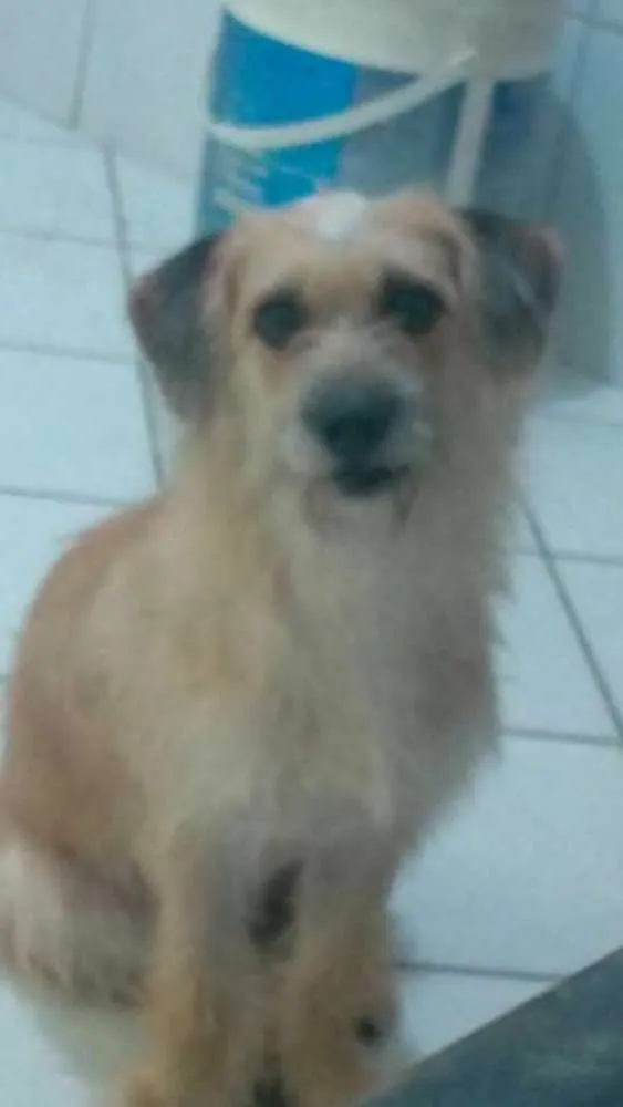 Cachorro ra a Viralata idade 3 anos nome Molly