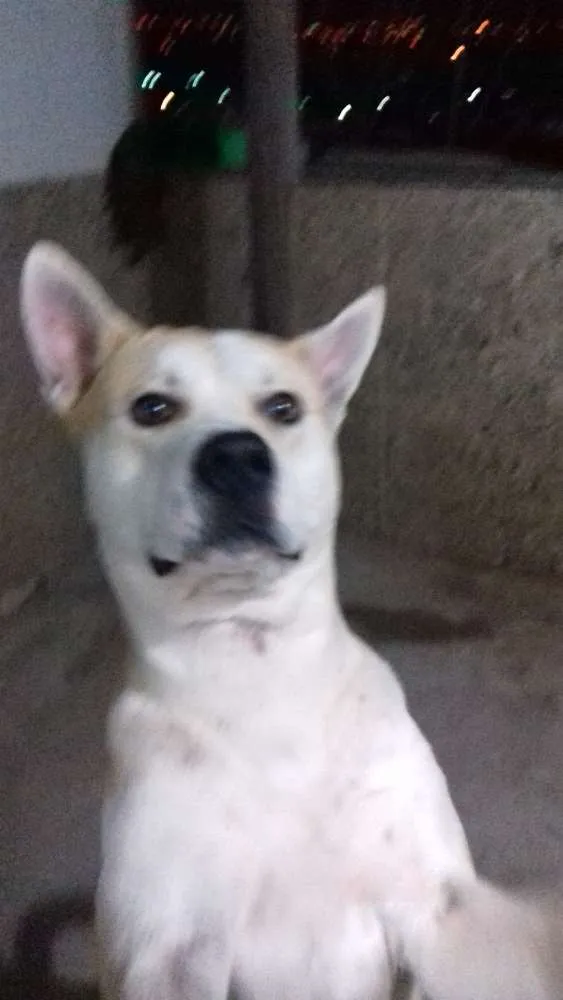 Cachorro raça Akita c/ buldogue  idade 3 anos nome Betoven 