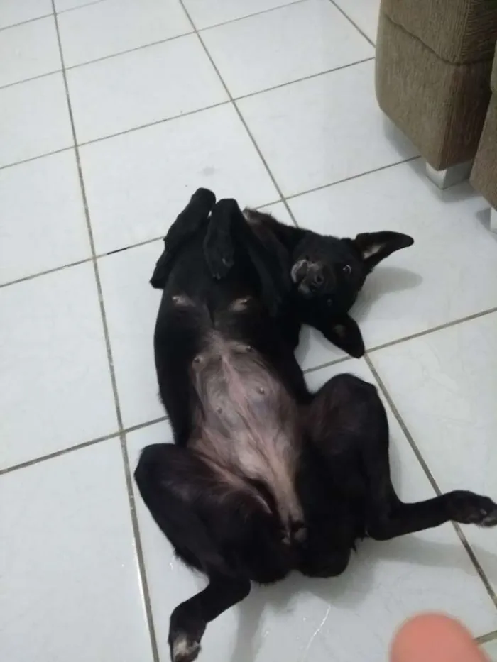 Cachorro ra a Labrador misturado idade 4 anos nome July