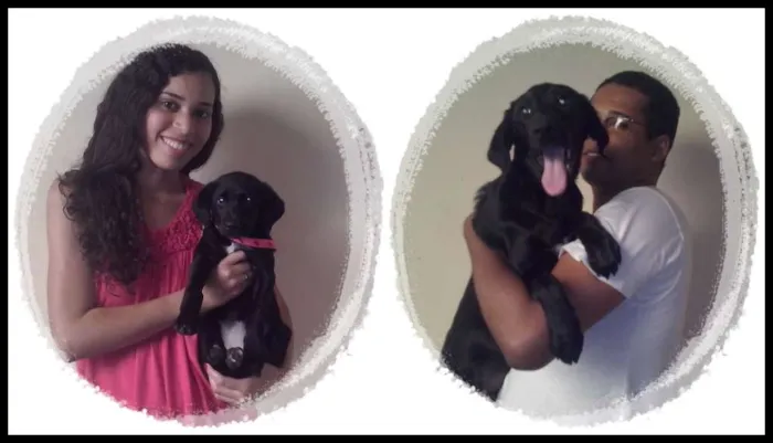 Cachorro ra a Labrador misturado idade 4 anos nome July