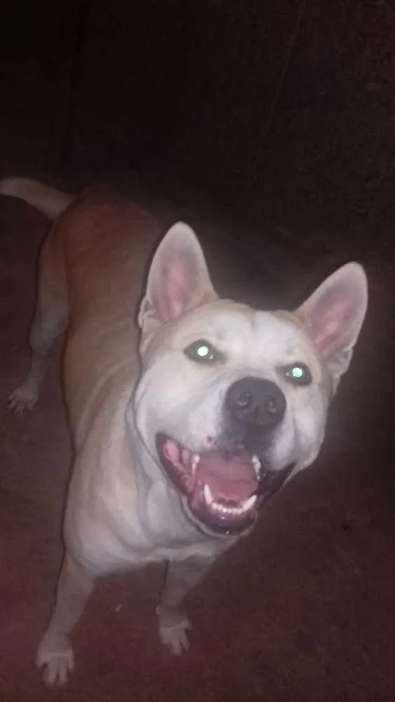 Cachorro raça Akita c/ buldogue  idade 3 anos nome Betoven 