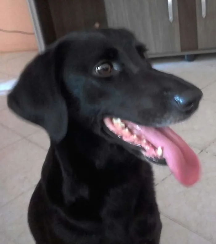 Cachorro ra a Labrador misturado idade 4 anos nome July