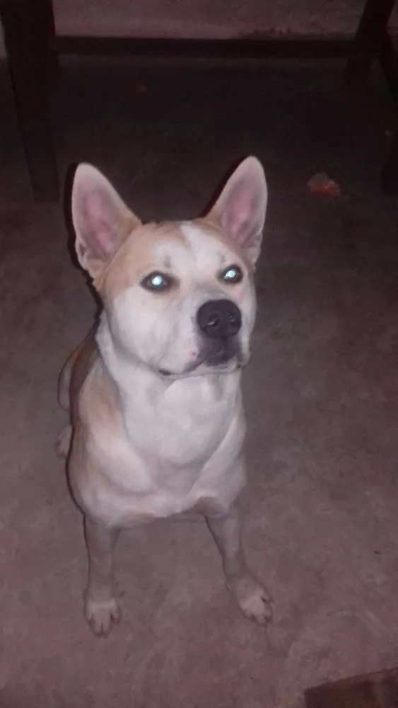 Cachorro raça Akita c/ buldogue  idade 3 anos nome Betoven 