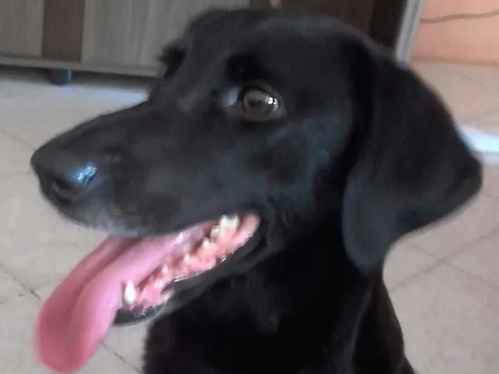 Cachorro ra a Labrador misturado idade 4 anos nome July