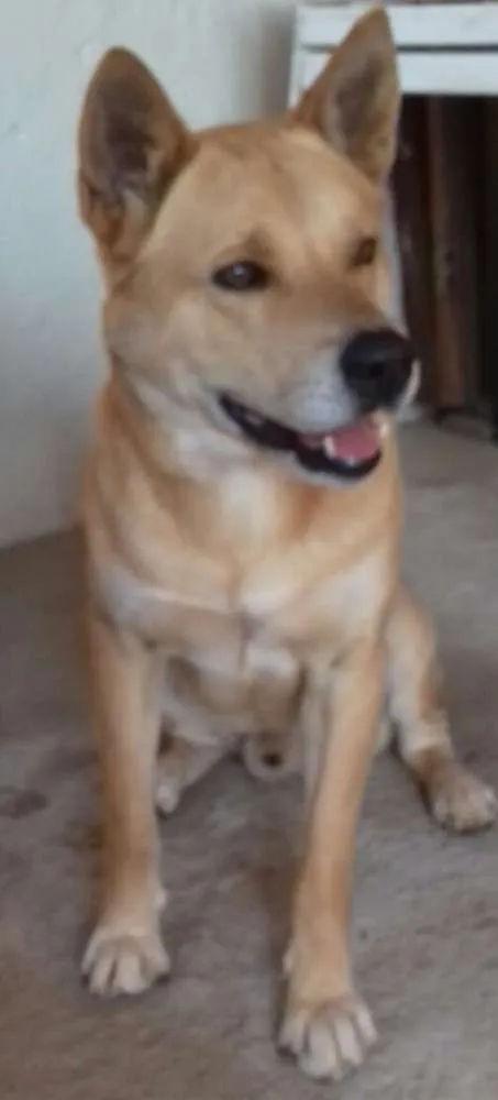 Cachorro raça Akita idade 5 anos nome Tufão 