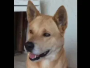Cachorro raça Akita idade 5 anos nome Tufão 