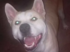 Cachorro raça Akita c/ buldogue  idade 3 anos nome Betoven 