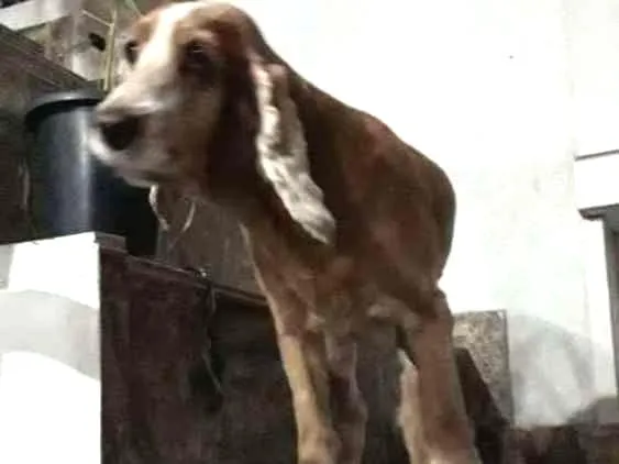 Cachorro ra a Cocker idade 4 anos nome Não tem nome