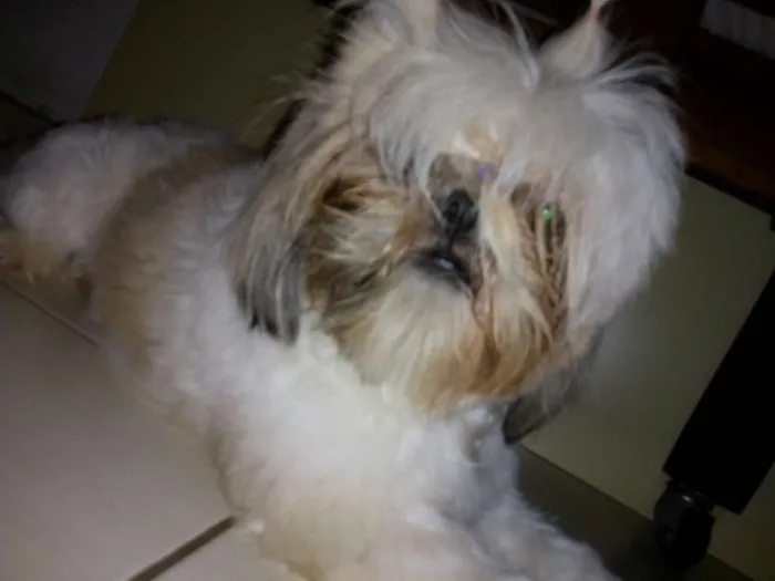 Cachorro raça Shitzu idade 2 anos nome Nina