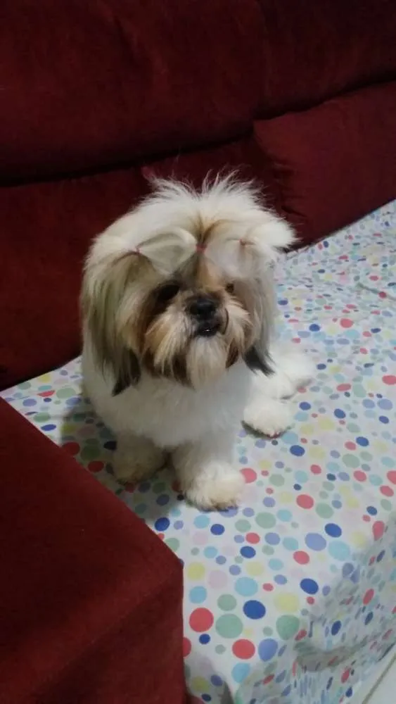 Cachorro raça Schitzu idade 2 anos nome Nina 