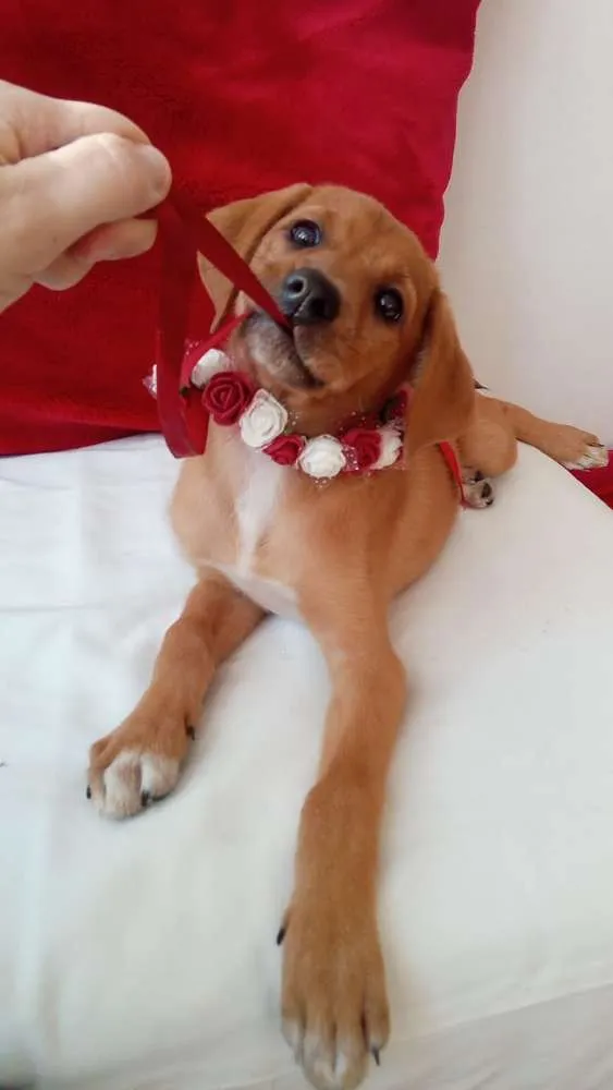 Cachorro ra a Indefinida idade 2 a 6 meses nome Carol Melo