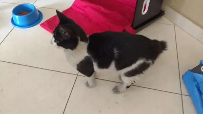 Gato ra a SRD idade 2 a 6 meses nome Angus