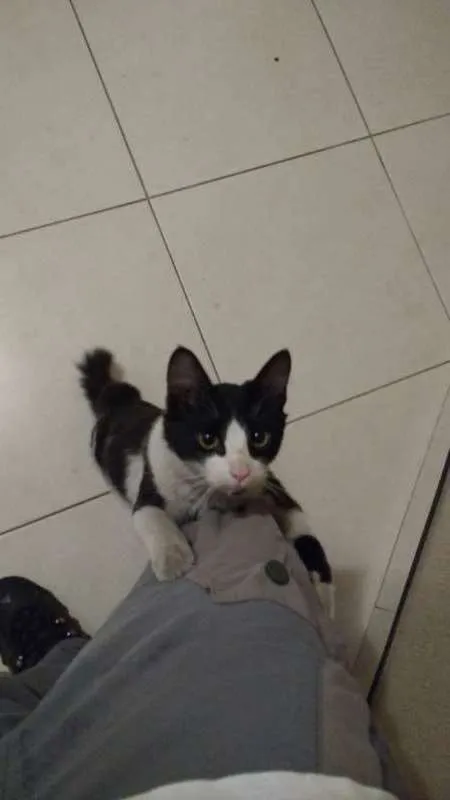 Gato ra a SRD idade 2 a 6 meses nome Angus