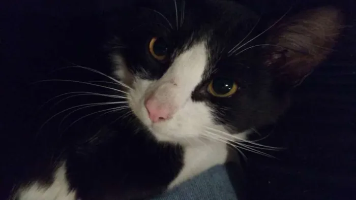 Gato ra a SRD idade 2 a 6 meses nome Angus