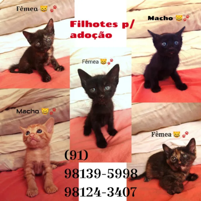 Gato ra a Srd idade Abaixo de 2 meses nome Sem nome