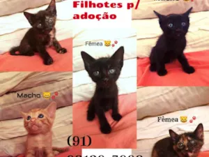 Gato raça Srd idade Abaixo de 2 meses nome Sem nome