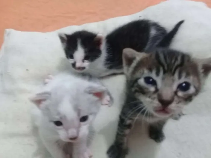 Gato ra a  idade Abaixo de 2 meses nome filhotes