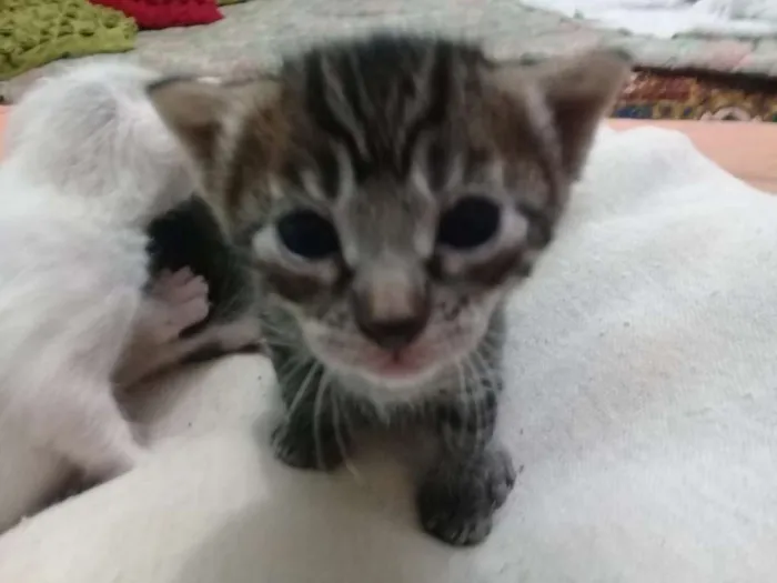 Gato ra a  idade Abaixo de 2 meses nome filhotes