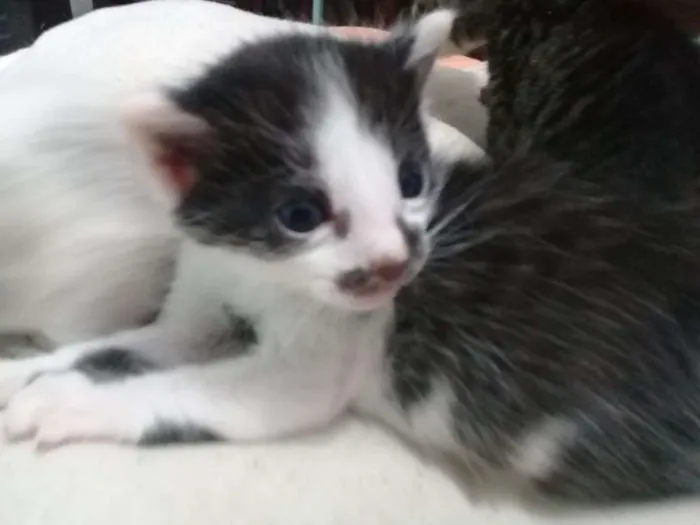 Gato ra a  idade Abaixo de 2 meses nome filhotes